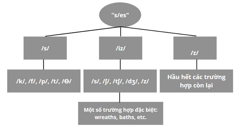 Các Trường Hợp Ngoại Lệ Phát Âm S/ES: Quy Tắc & Mẹo Nhớ Hiệu Quả