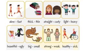 hinh-anh-cap-tinh-tu-trai-nghia-tieng-anh-2